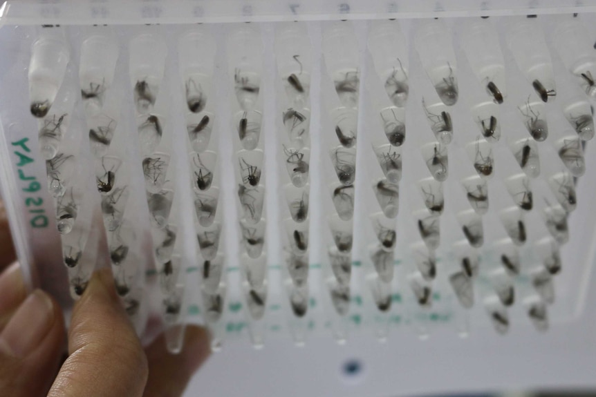 Mosquitoes in testing trays