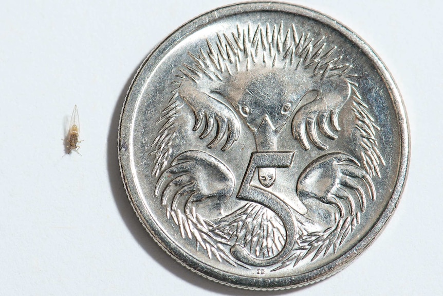 The Tomato Potato Psyllid in comparison to a 5 cent coin