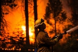 Sacramento Metropolitan firefighter Matt Owston works the Rim Fire line near Camp Mather, California, August 26, 2013. The fire has burned 74,843 hectares on the northwest side of Yosemite National Park.