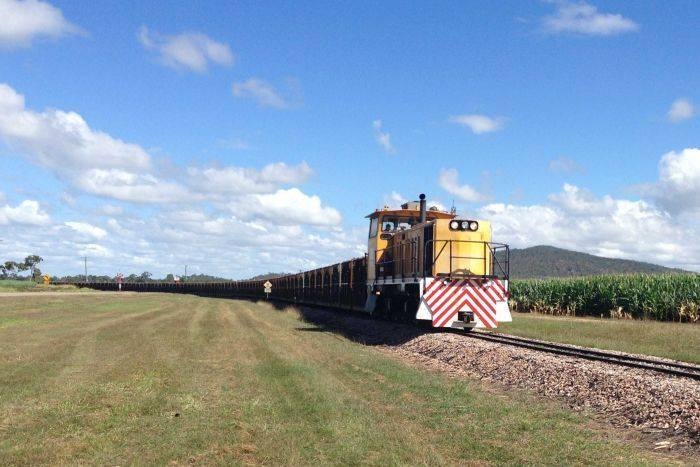 A yellow cane train loco on a rail line driving past a cane field.