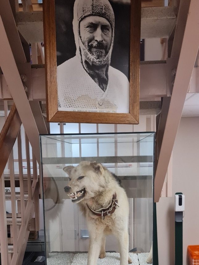 A stuffed husky in a glass case, below a portrait of Antarctic explorer Sir Douglas Mawson