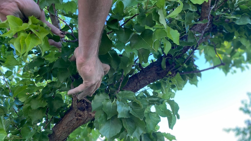 Male hands grabbing onto green trees