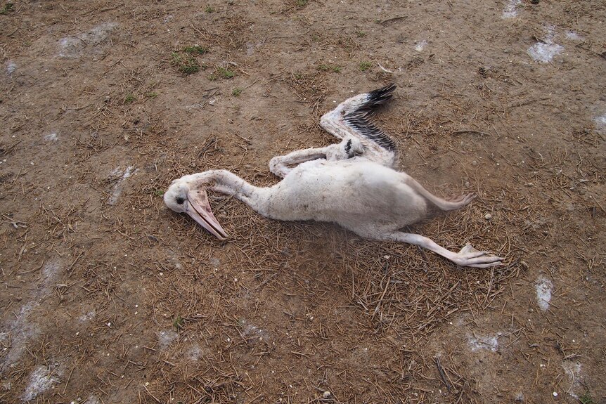 dead pelican laying on dirt