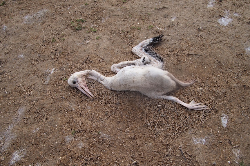 dead pelican laying on dirt