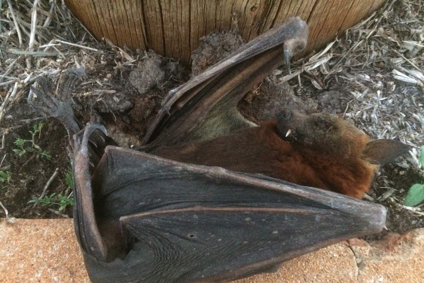 A close up photo of a dead bat on the ground.