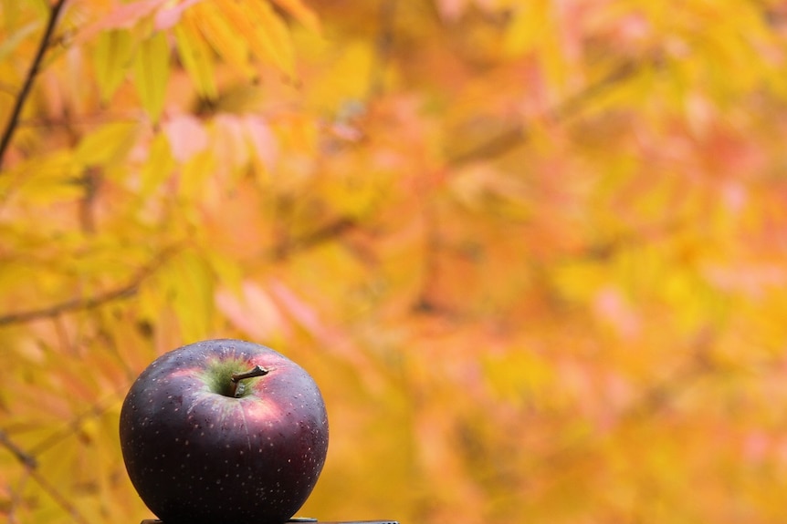 The new Bravo apple has a distinctly dark burgundy-coloured skin