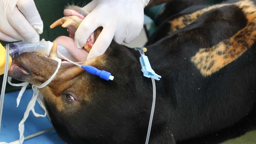 A person wearing gloves examines a bear's teeth, as it lays on an operating table with a tube in its mouth.