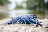 A close up of a marron, which is similar to a yabby, but a bright vibrant blue.