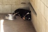 A cattle cross dog cowers in the corner of the pound next to a bowl