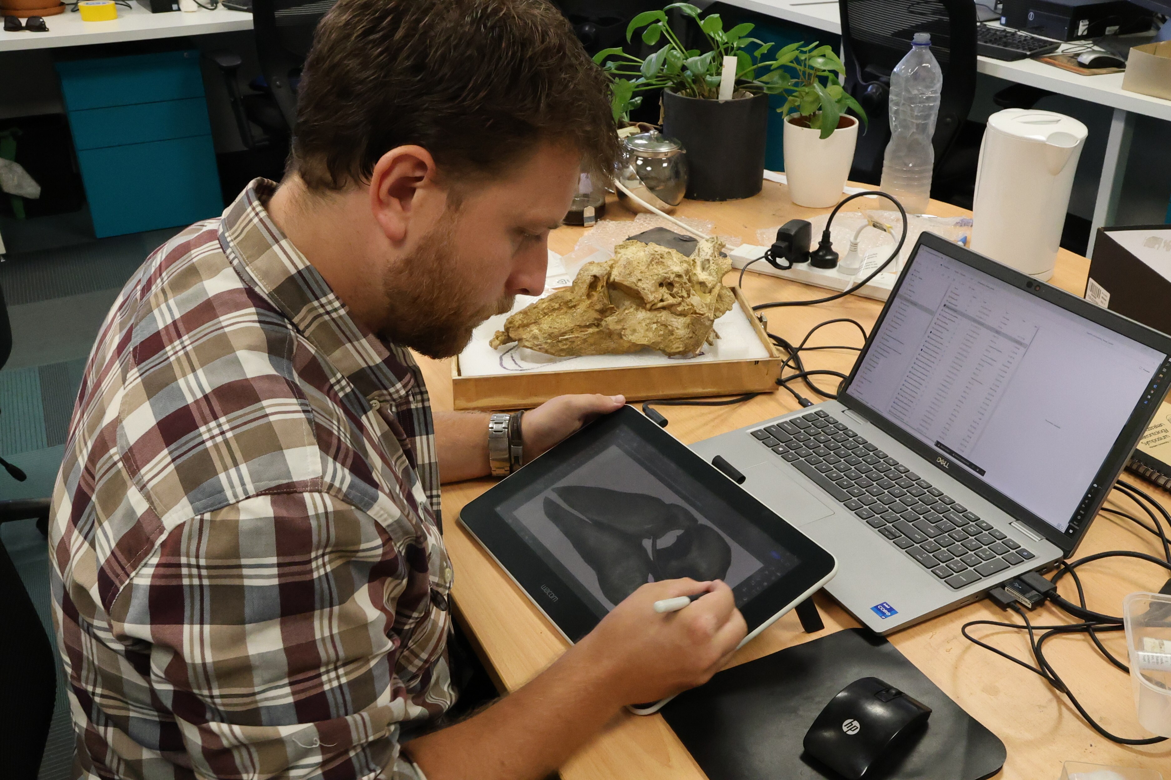 A man sits at a desk drawing a skull on an electronic tablet next to the actual large bird skull