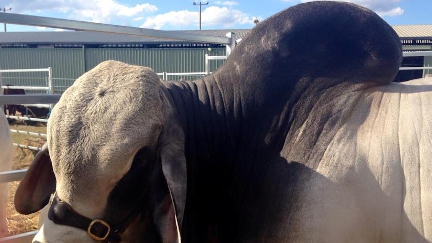 Brahmans on display at Beef Australia 2015