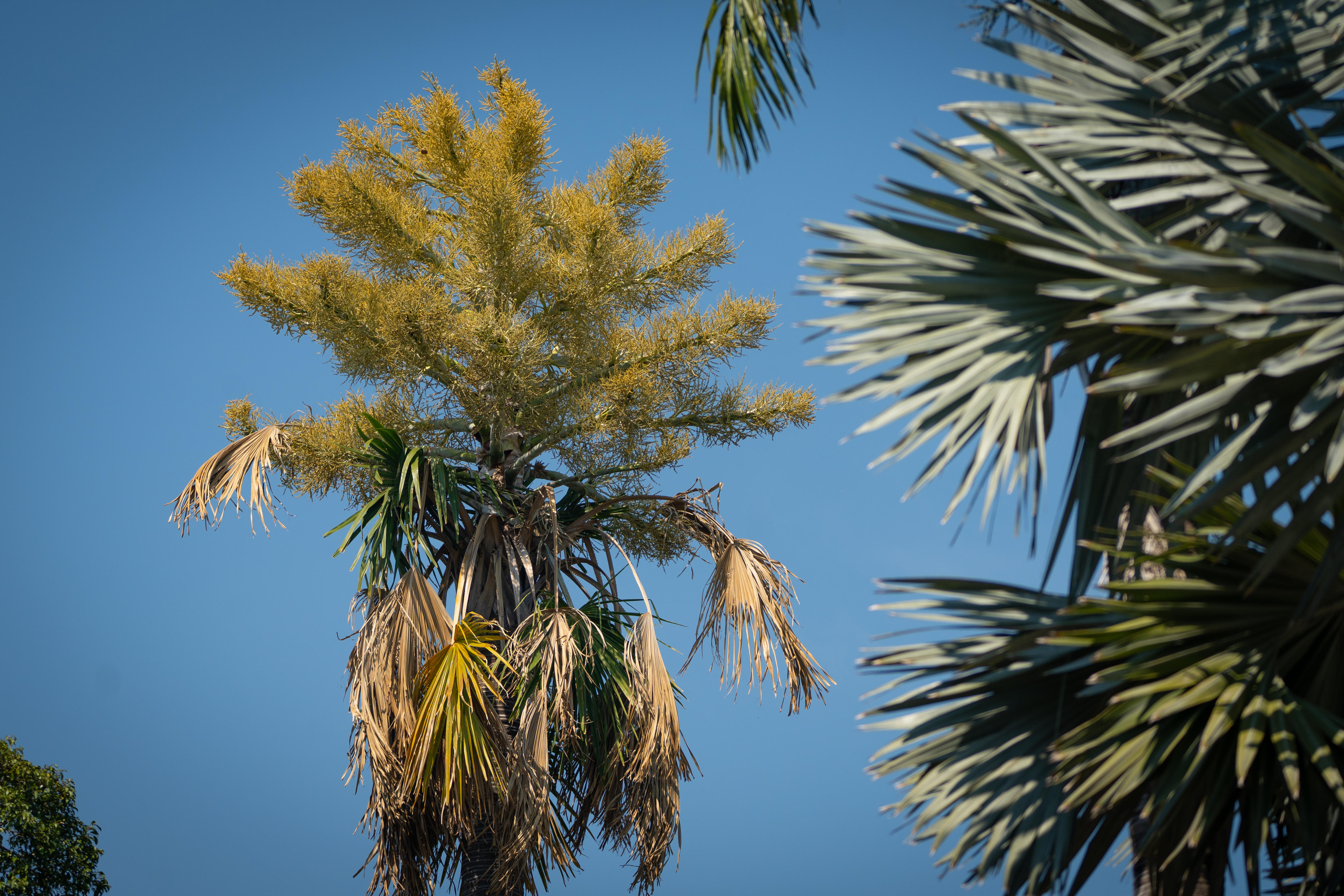 Mass flowering of Gebang palms in Darwin described as 'once-in-a-lifetime'  natural event - ABC News