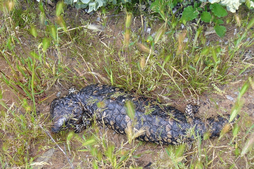 looking down on  a big lizard with a bumpy scale back in long green grass