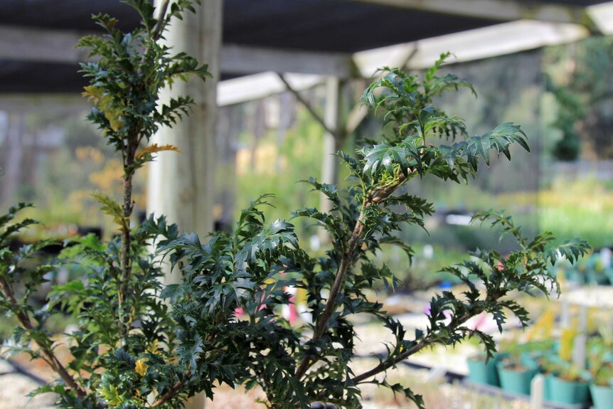 A Lomatia tasmanica plant
