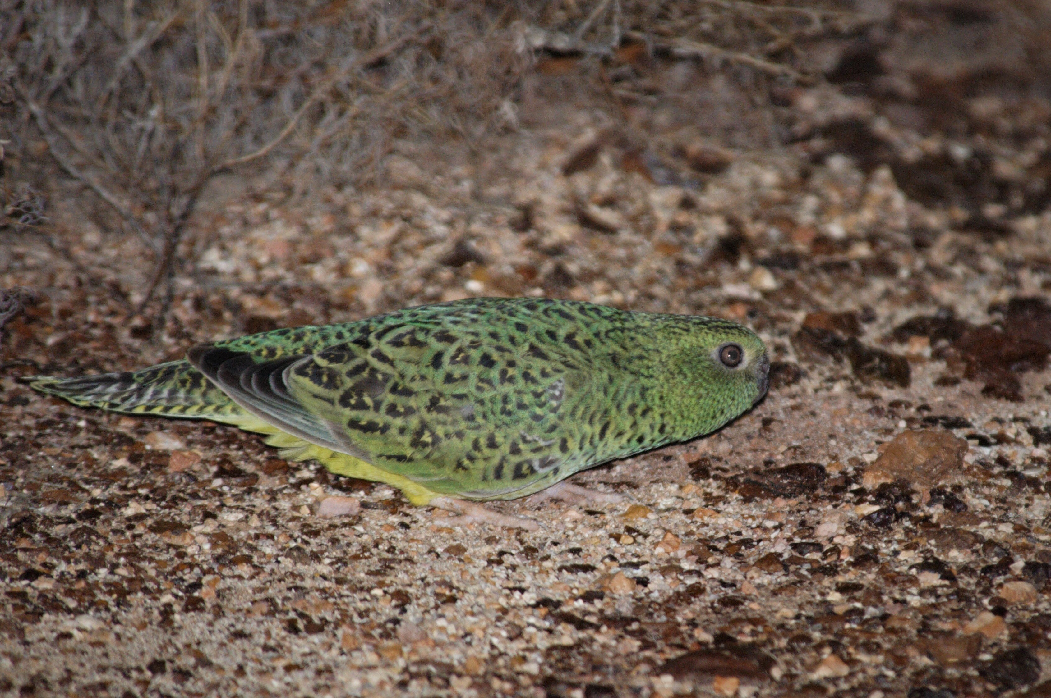 A picture of a small green bird