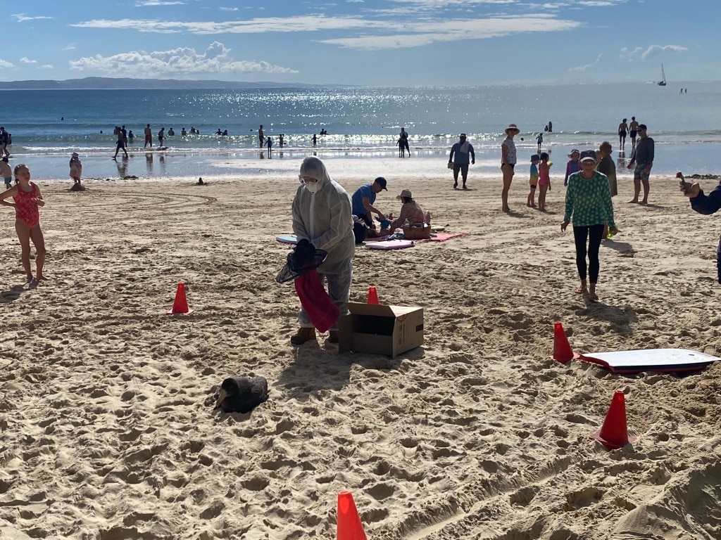 Man in hazmat suit with bird on beach.