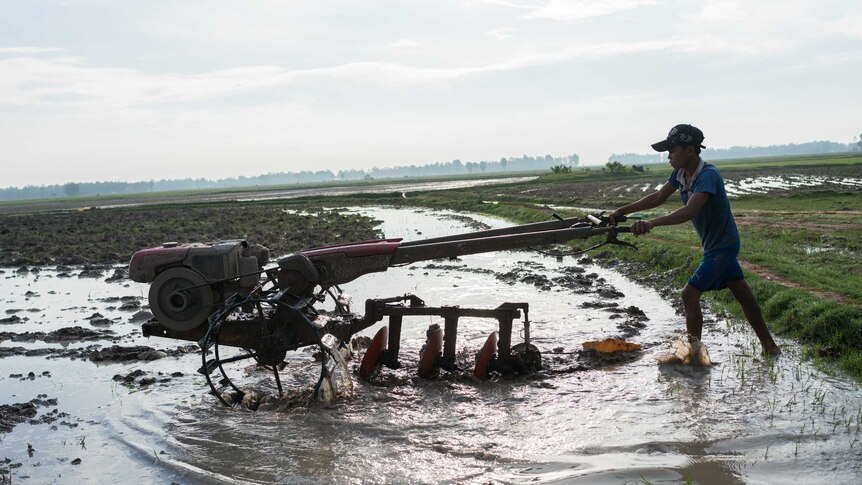 A Cambodian farmer ploughs his rice field.