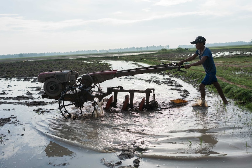 A Cambodian farmer ploughs his rice field.