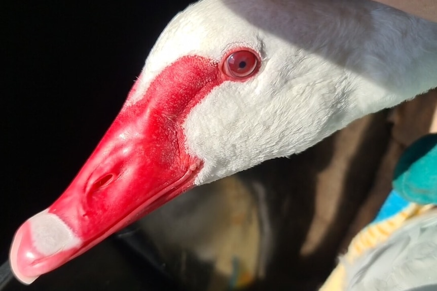 Close up of a wild swan.
