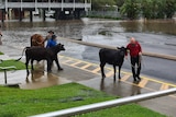 cattle being moved around in a flooded school