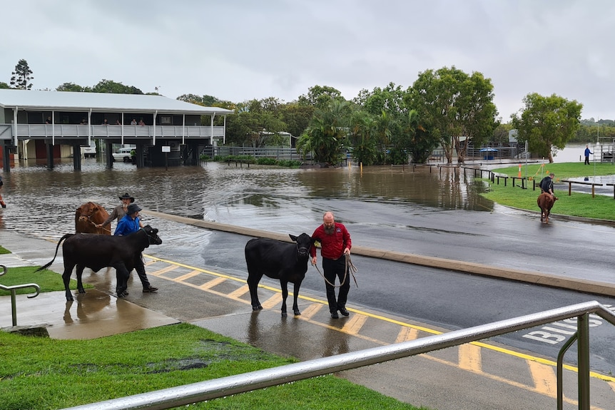 cattle being moved around in a flooded school