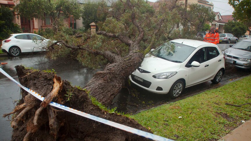 A tree that has fallen on a car in Stanmore