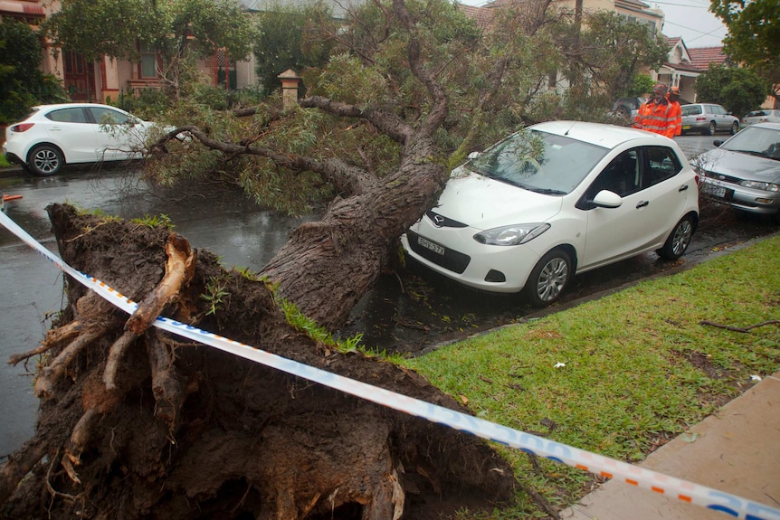 A tree that has fallen on a car in Stanmore