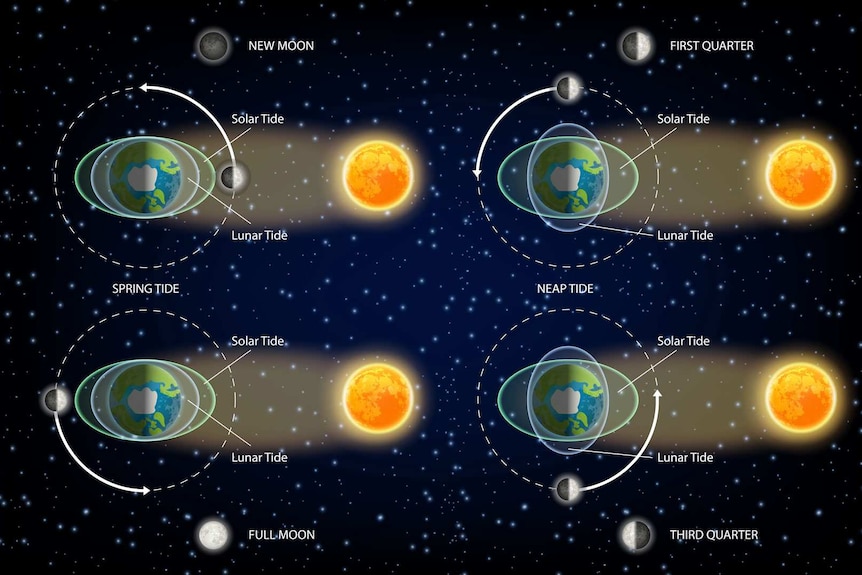 A diagram showing how the Sun affects tides on Earth during different phases of the Moon.