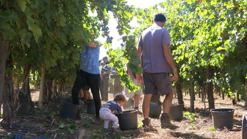 Kids in a grape vineyard