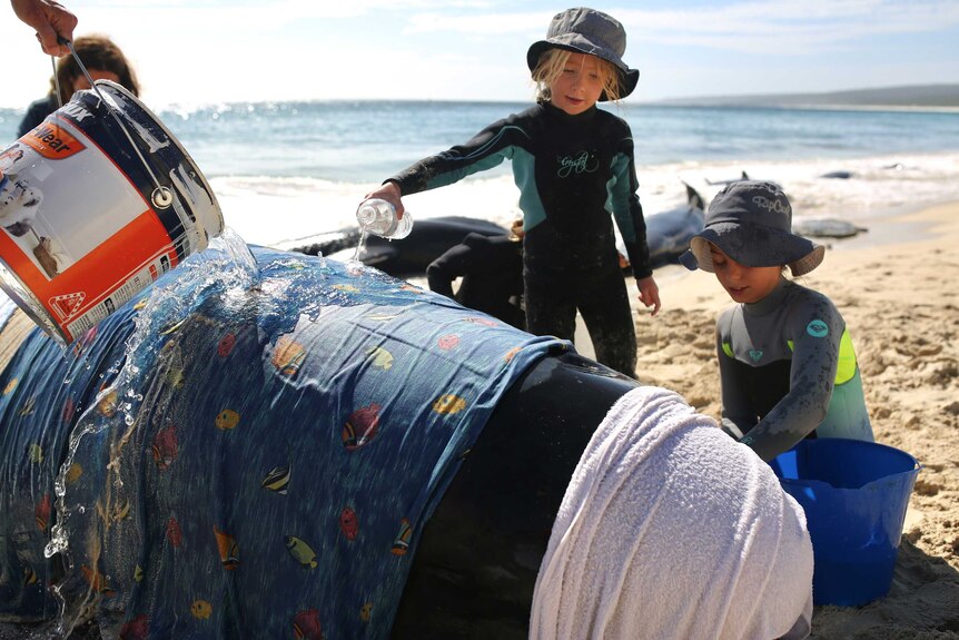Two young girls help care for a stranded whale by keeping it wet with buckets and bottles of water.