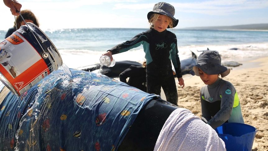 Two young girls help care for a stranded whale by keeping it wet with buckets and bottles of water.