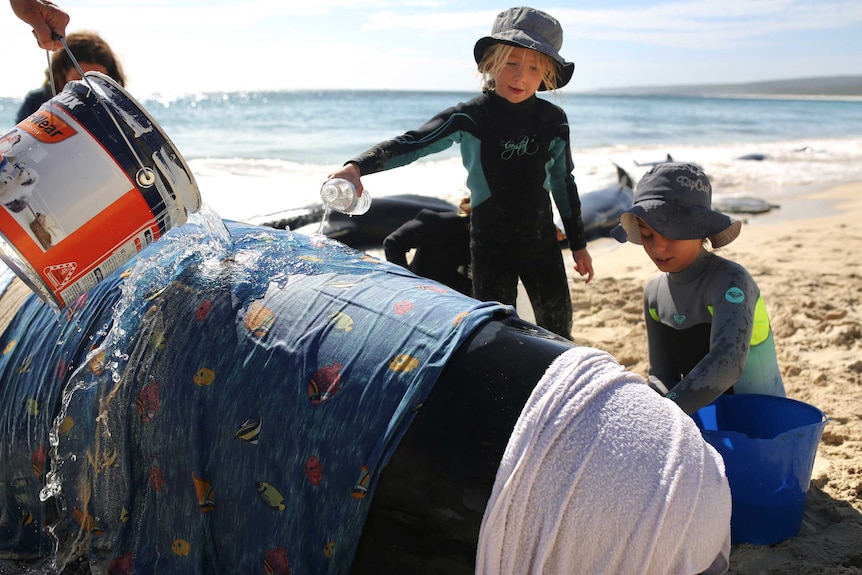 Two young girls help care for a stranded whale by keeping it wet with buckets and bottles of water.