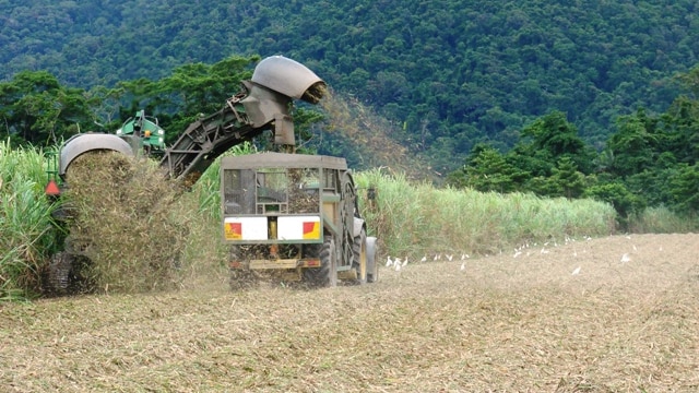 The cane harvest throughout Queensland is past the halfway mark for most regions.