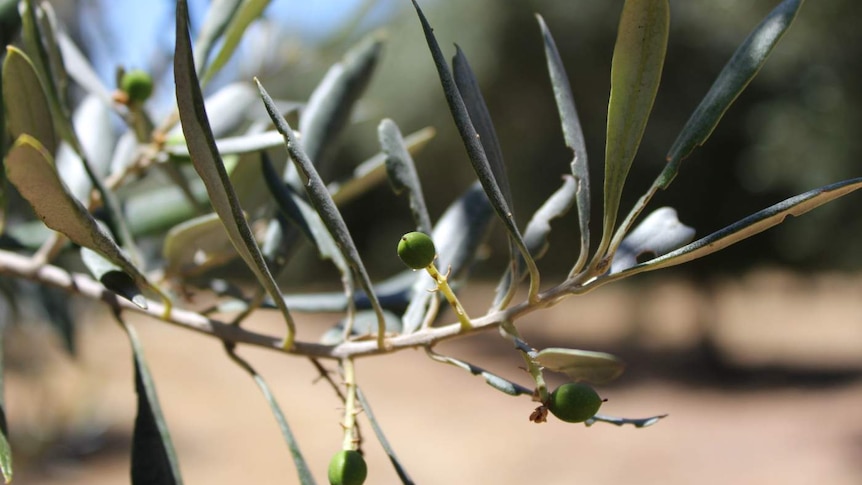 Olive tree