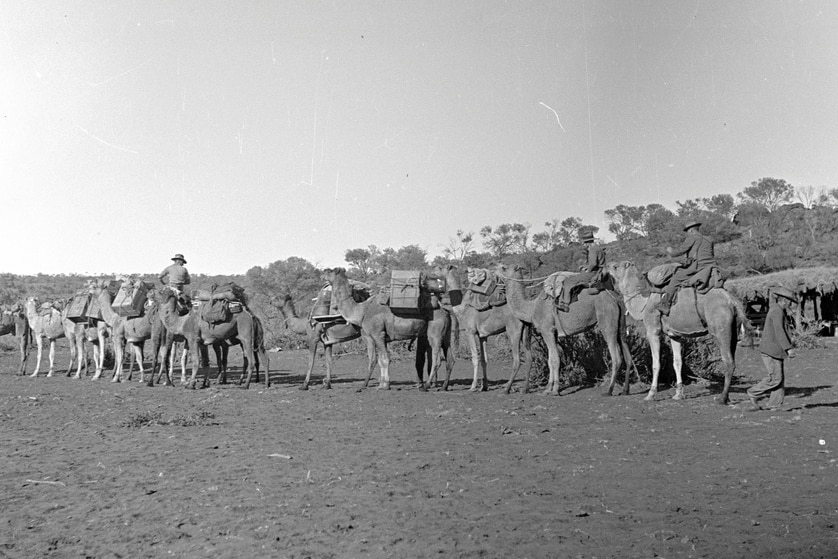 Black and white photo of men on camels in the outback.