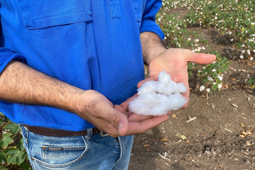 Farmer holds cotton