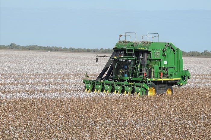 A cotton baler operates in a large cotton field