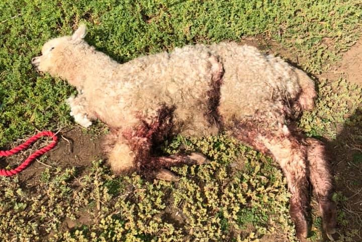 A dead alpaca after being mauled.