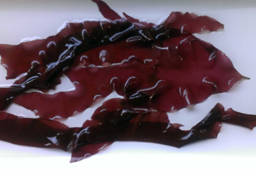 Close up of red lettuce seaweed