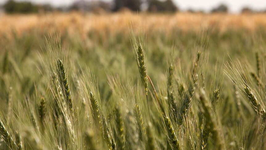 Green wheat in focus in the foreground with blurred mature wheat in the background
