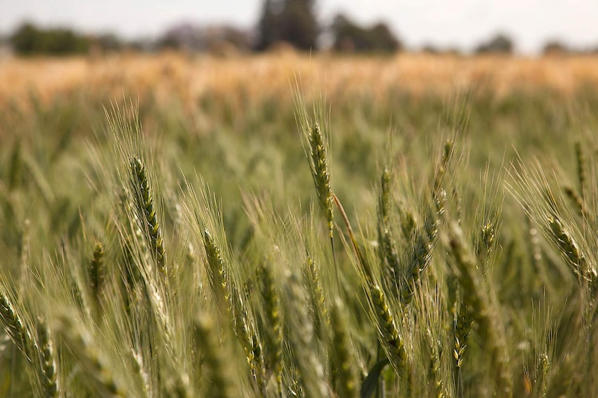 前景为绿色小麦，背景为苍白成熟的小麦