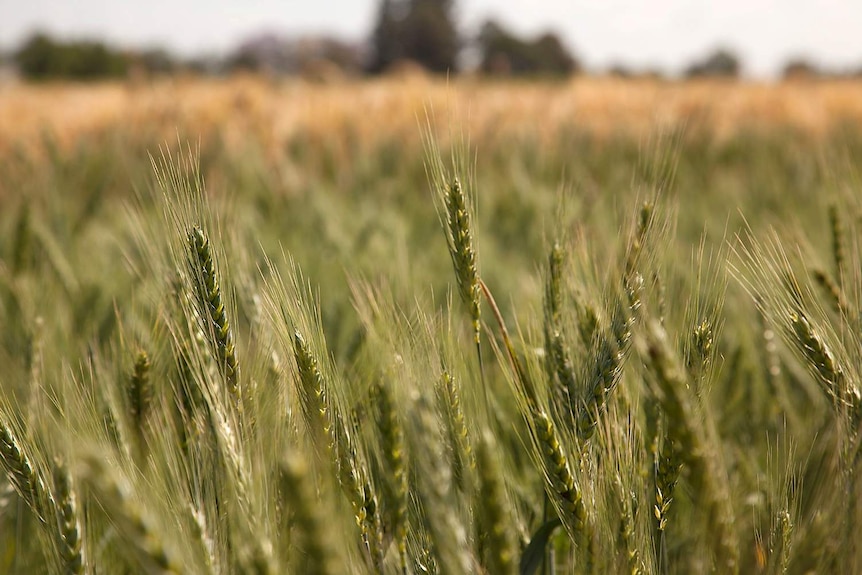 Green wheat in focus in the foreground with blurred mature wheat in the background