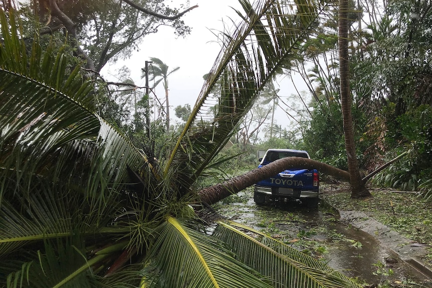 A palm tree lies across a ute.