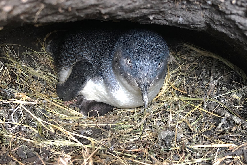 Little penguin in rock hollow.