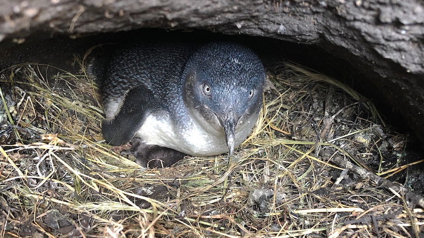 A penguin sits on straw in a burrow