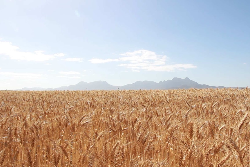 Wheat crop ready for harvest in the Great Southern