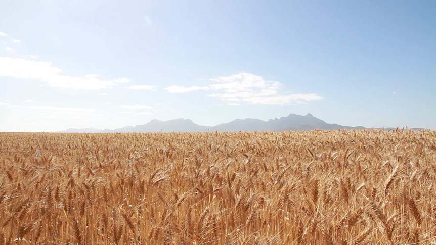 Wheat crop ready for harvest in the Great Southern