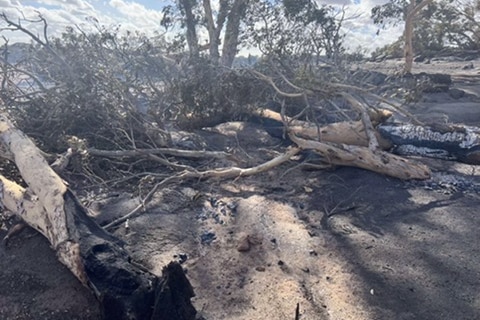 Burnt trees lay on the ground on a rural property in WA.