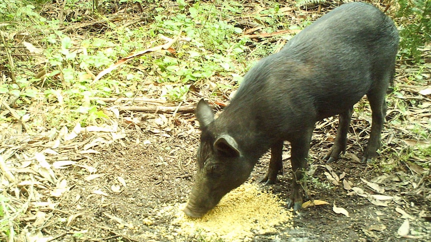 A black pig eats a corn mixture on the forest floor.