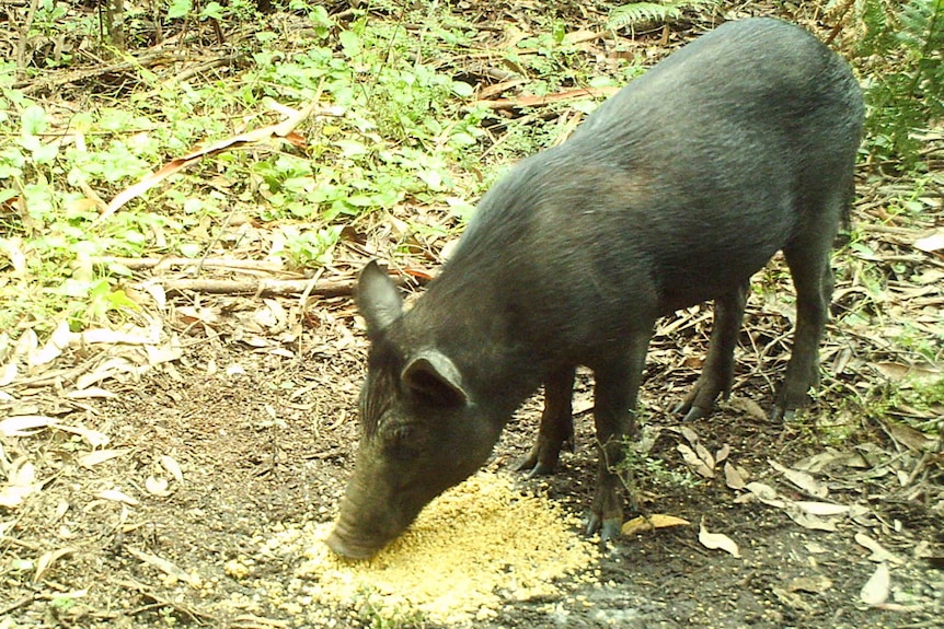 A black pig eats a corn mixture on the forest floor.